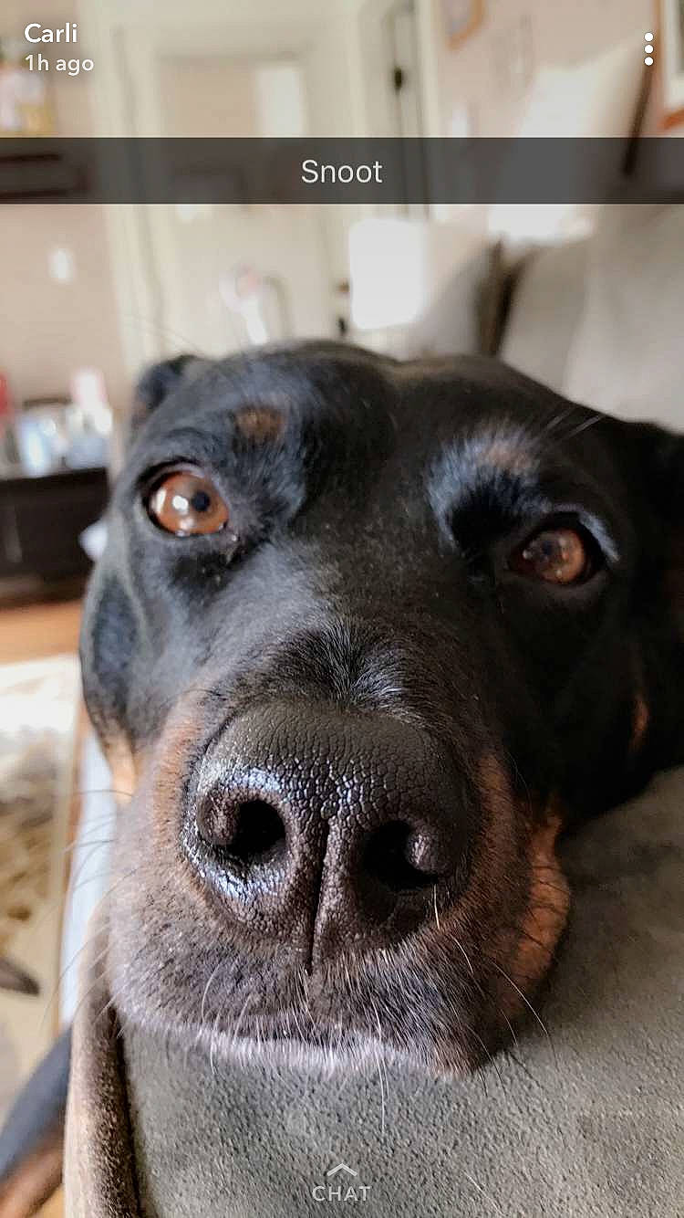 Mini joined the competition — help win amazing prizes! borador, canidae, carnivore, companion_dog, dog, dog_breed, ear, fur, gun_dog, hunting_dog, liver, pet_supply, snout, sporting_group, terrestrial_animal, whiskers, working_animal