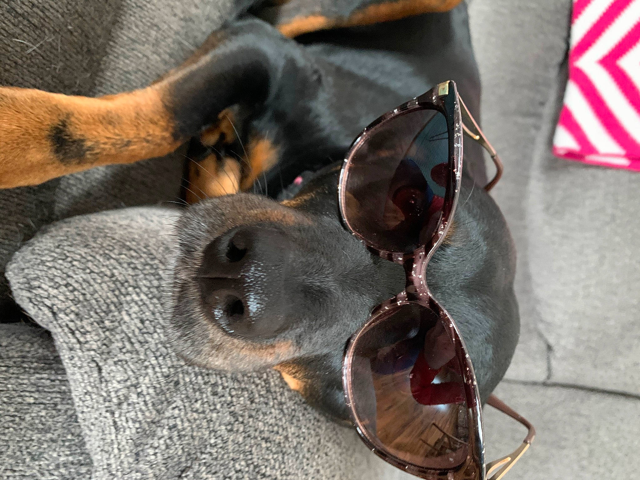Mini joined the competition — help win amazing prizes! carnivore, collar, comfort, dog, dog_breed, eyewear, fashion_accessory, fawn, flag, foot, grey, leather, liver, metal, sandal, snout, sunglasses, whiskers, window, working_animal