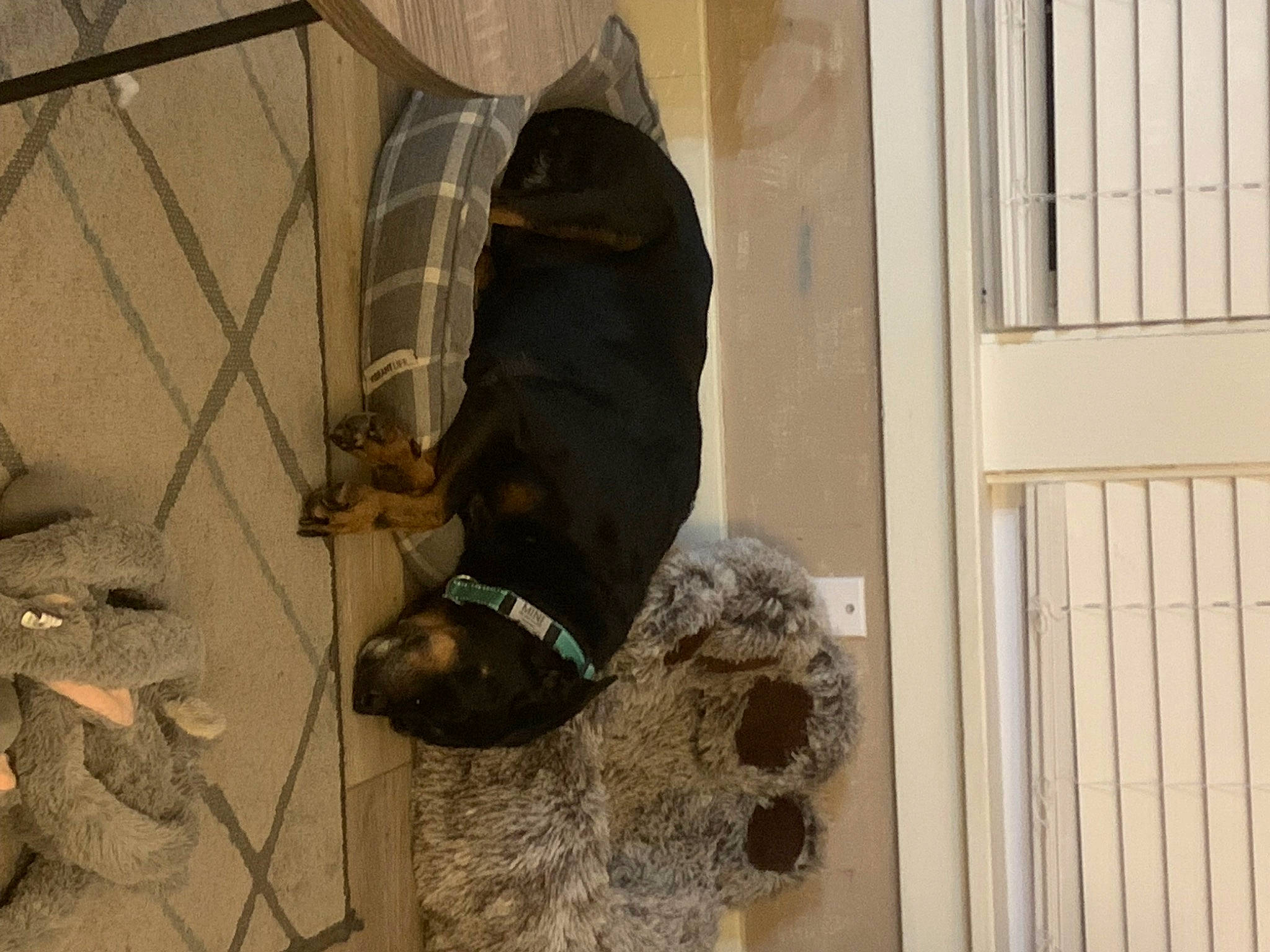 Mini joined the competition — help win amazing prizes! boot, carnivore, dog, dog_breed, fawn, felidae, flooring, foot, fur, human_leg, outdoor_shoe, snout, snow_boot, sporting_group, tail, tints_and_shades, walking_shoe, window, wood, working_animal