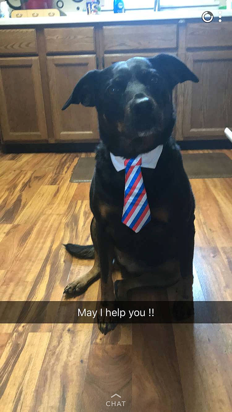 Mini joined the competition — help win amazing prizes! borador, canidae, carnivore, collar, companion_dog, dog, dog_breed, dog_collar, fawn, flooring, hardwood, hat, head, liver, pet_supply, plank, snout, wood, wood_stain, working_animal