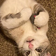 Twitch is registered to the contest to win money with this photo: cat, pet, animal, feline, lying_down, carpet, fur, cute, whiskers, pink_nose, paws, indoor, closeup, relaxed, domestic, mammal, tabby, soft, adorable, portrait