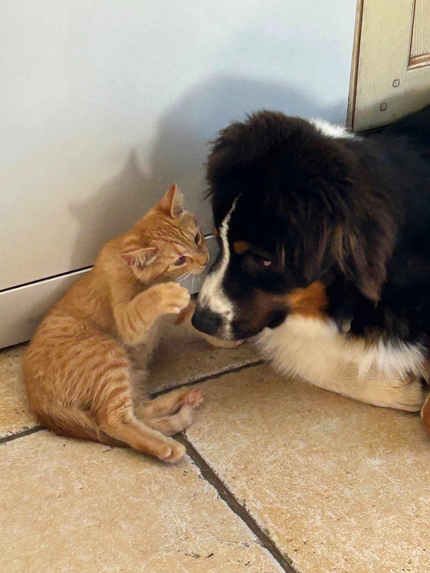 Aby a rejoint le concours — aidez-le/la à gagner de superbes lots ! cat, kitten, dog, puppy, orange_cat, black_dog, tile_floor, indoor, pet, animal, curious, playful, close_up, friendship, paw, cabinet, shadow, floor, mammal, domestic