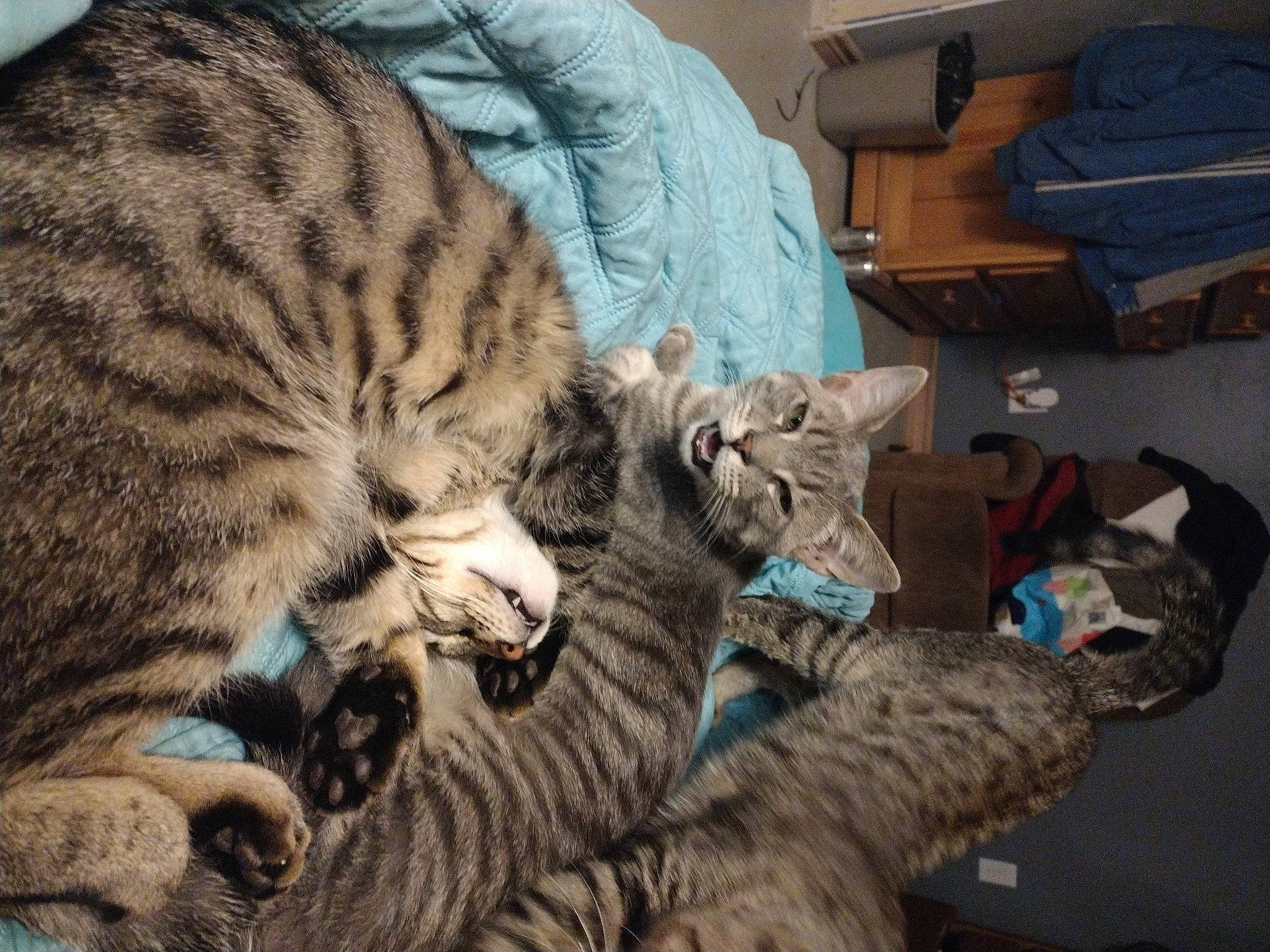 Peety is registered to the contest to win money with this photo: box, carnivore, cat, claw, comfort, domestic_short_haired_cat, felidae, fur, paw, shipping_box, small_to_medium_sized_cats, snout, tail, terrestrial_animal, whiskers