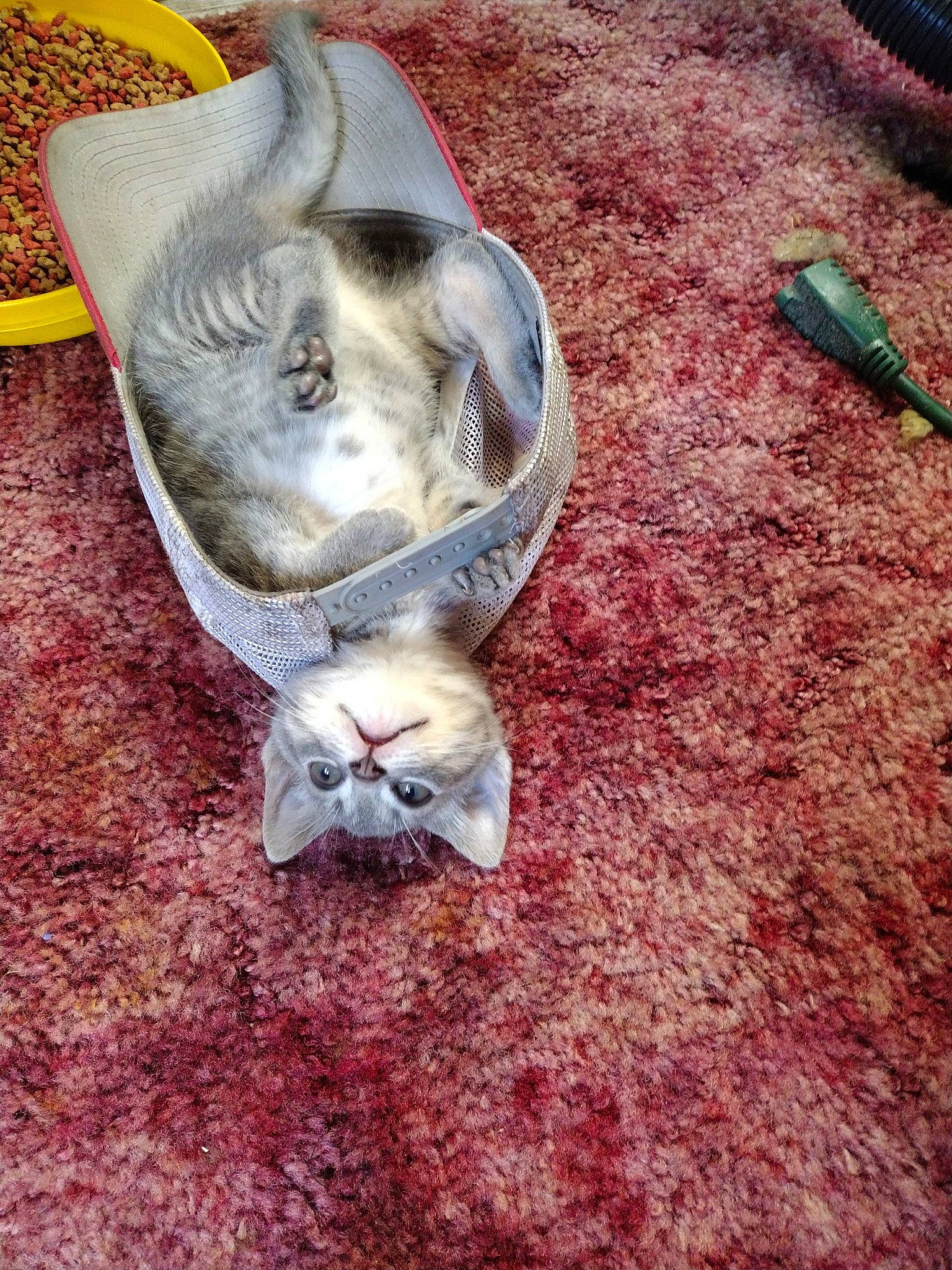 Peety joined the competition — help win amazing prizes! carnivore, cat, comfort, felidae, fur, grass, grey, small_to_medium_sized_cats, soil, tail, terrestrial_animal, whiskers, wood