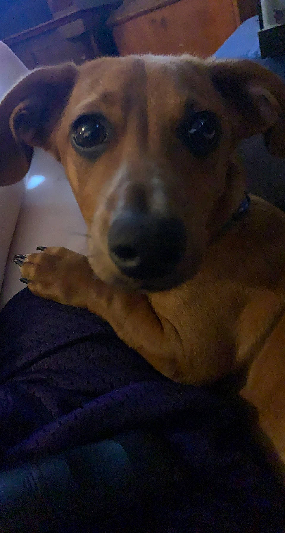 Tigger joined the competition — help win amazing prizes! canidae, carnivore, companion_dog, dog, dog_breed, ear, fawn, fur, irishjacks, non_sporting_group, selfie, snout, sporting_group, street_dog, terrestrial_animal, whiskers, working_animal