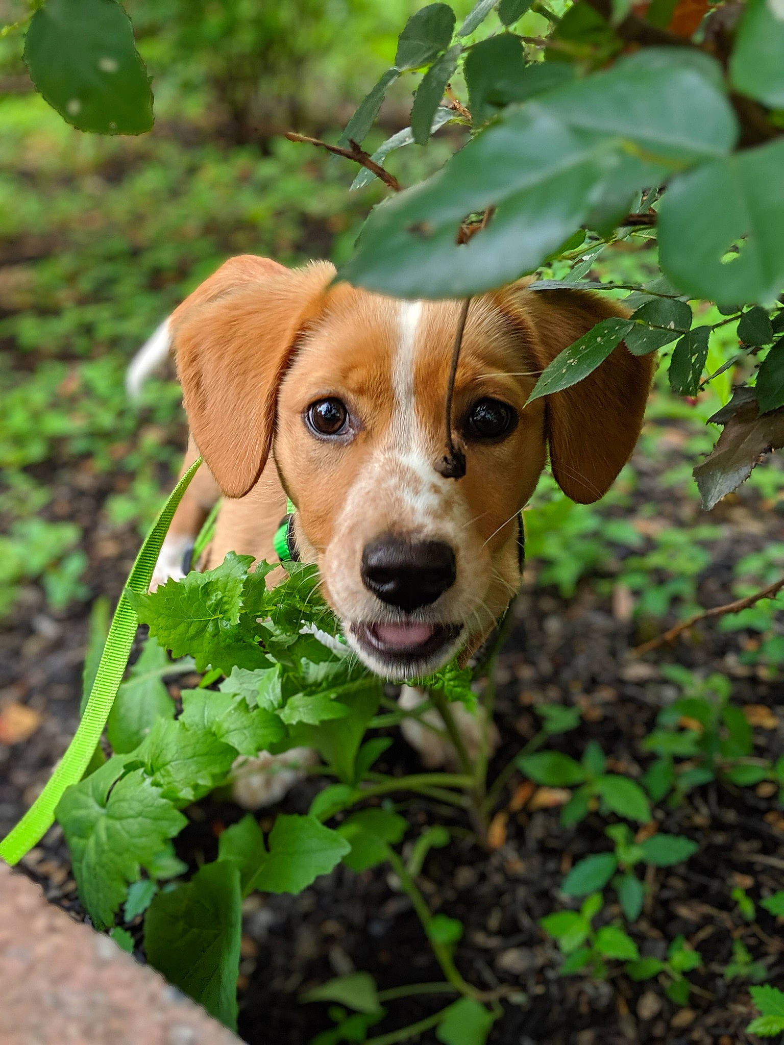 Pepper Rose joined the competition — help win amazing prizes! american_foxhound, beagle, beagle_harrier, canidae, carnivore, companion_dog, dog, dog_breed, estonian_hound, fawn, finnish_hound, harrier, hunting_dog, mammal, plant, puppy, rare_breed_dog, snout, sporting_group, vertebrate