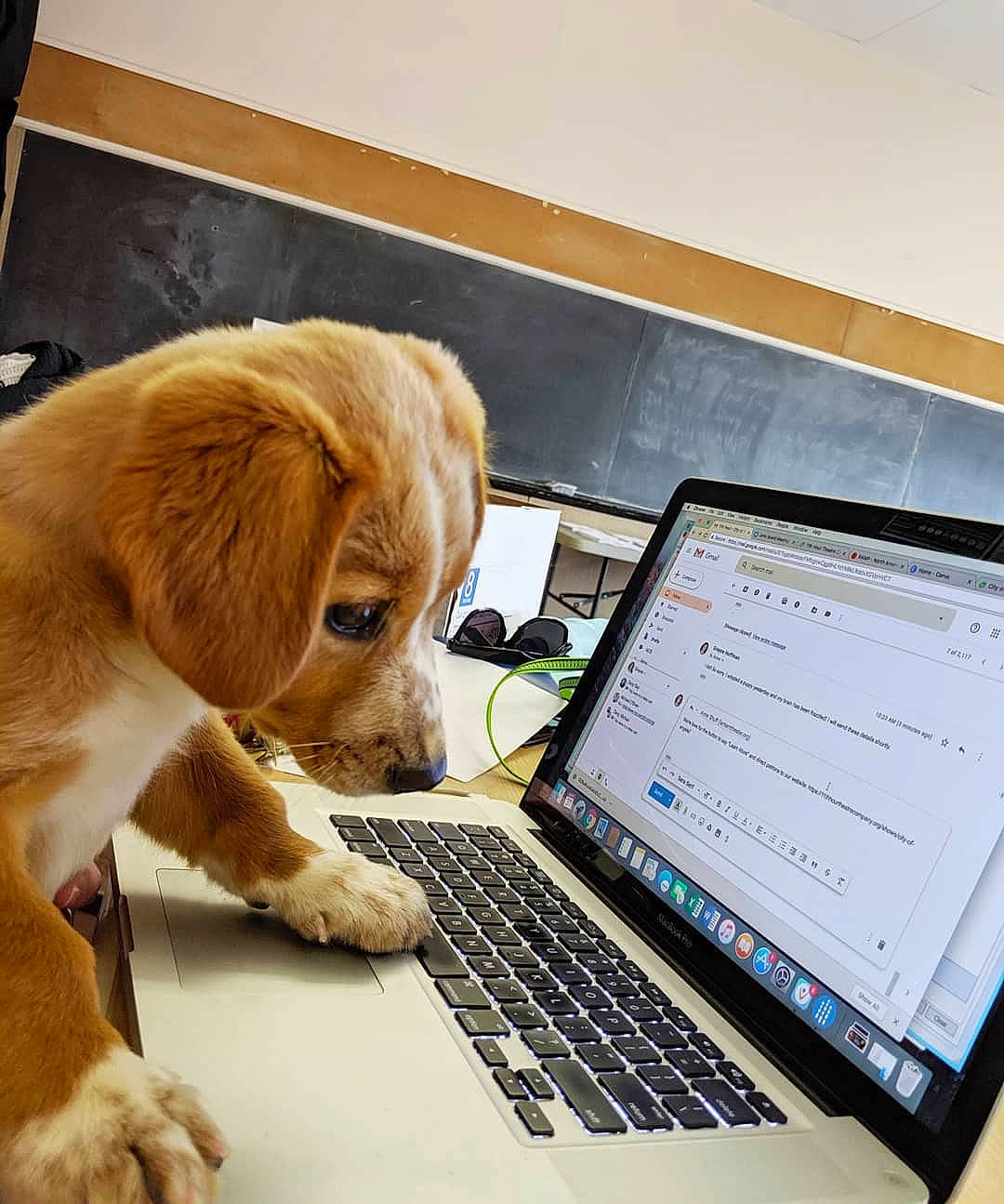 Pepper Rose is registered to the contest to win money with this photo: american_cocker_spaniel, canidae, carnivore, companion_dog, computer, dog, dog_breed, electronic_device, english_cocker_spaniel, fawn, laptop, mammal, paw, puppy, puppy_love, retriever, snout, spaniel, sporting_group, technology