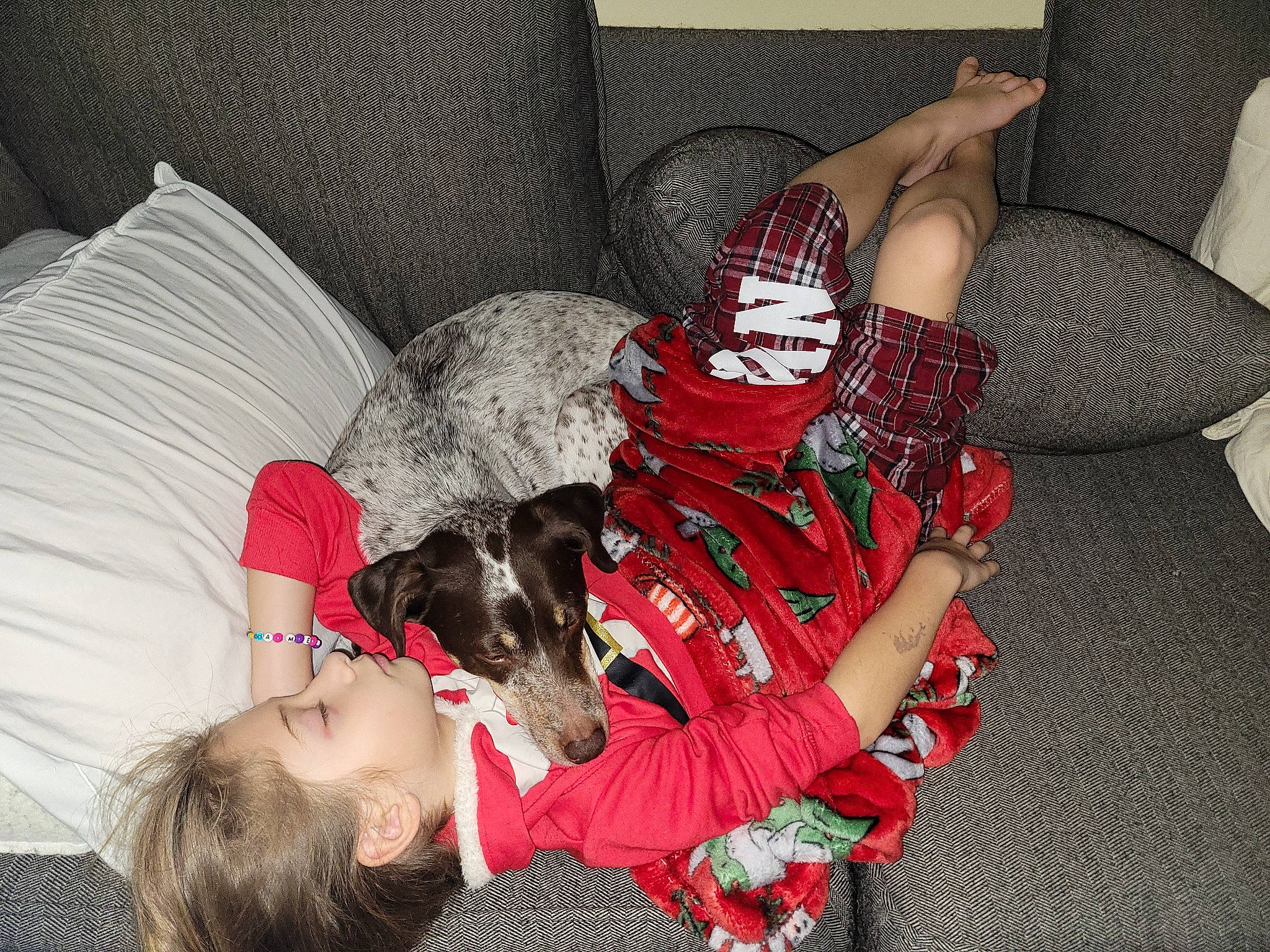 Bear joined the competition — help win amazing prizes! bed, carmine, carnivore, comfort, companion_dog, costume_hat, couch, dog, dog_breed, dog_supply, fawn, fur, human_leg, lap, linens, living_room, pillow, sitting, sporting_group, thigh