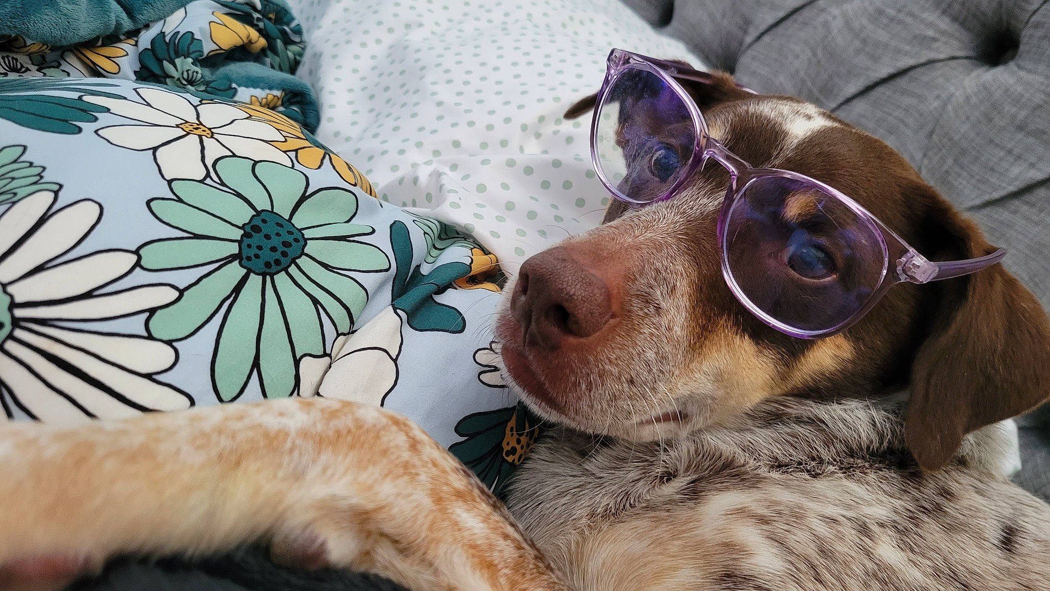 Bear joined the competition — help win amazing prizes! carnivore, comfort, companion_dog, couch, dog, dog_breed, ear, eyewear, fawn, flower, fur, liver, petal, snout, sporting_group, sunglasses, toy_dog, vision_care, whiskers, working_animal