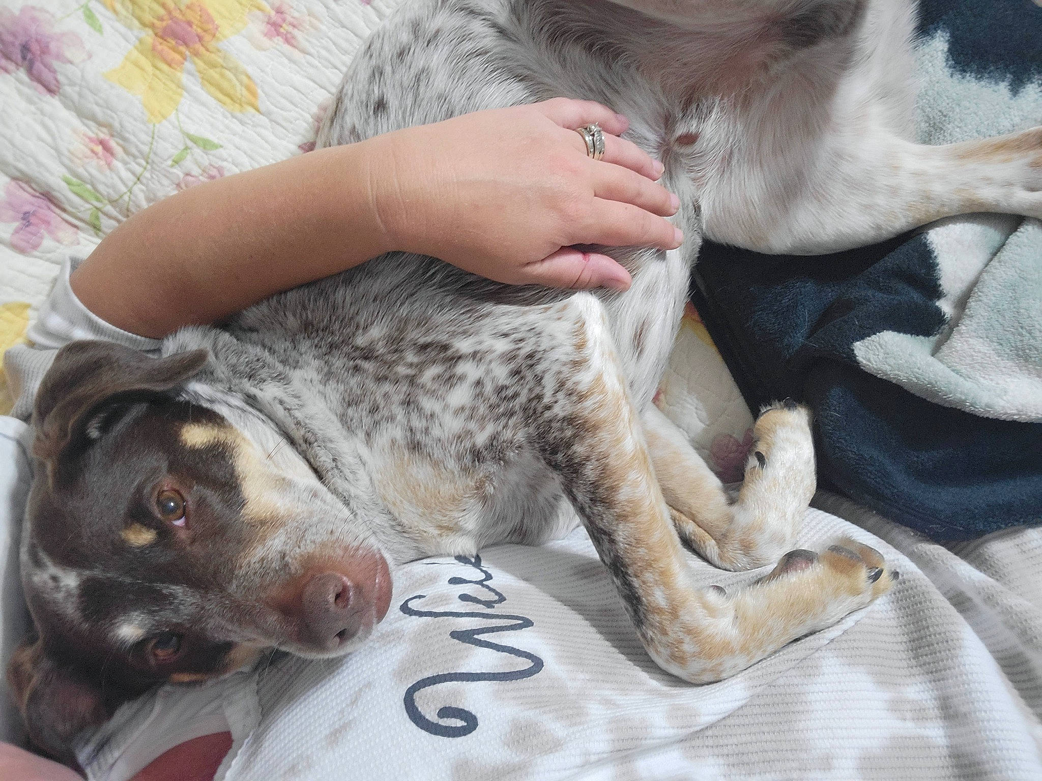 Bear joined the competition — help win amazing prizes! canidae, carnivore, claw, comfort, companion_dog, dog, dog_breed, fawn, felidae, fur, koolie, mammal, nap, paw, small_to_medium_sized_cats, snout, sporting_group, tail, terrestrial_animal, whiskers