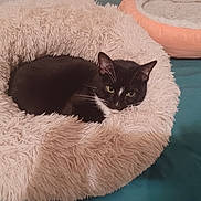 Smokey is registered to the contest to win money with this photo: animal, bed, black_and_white, cat, cozy, cute, domestic, ears, face, feline, fluffy, fur, green_eyes, indoor, pet_bed, relaxed, resting, sleeping_area, soft, whiskers