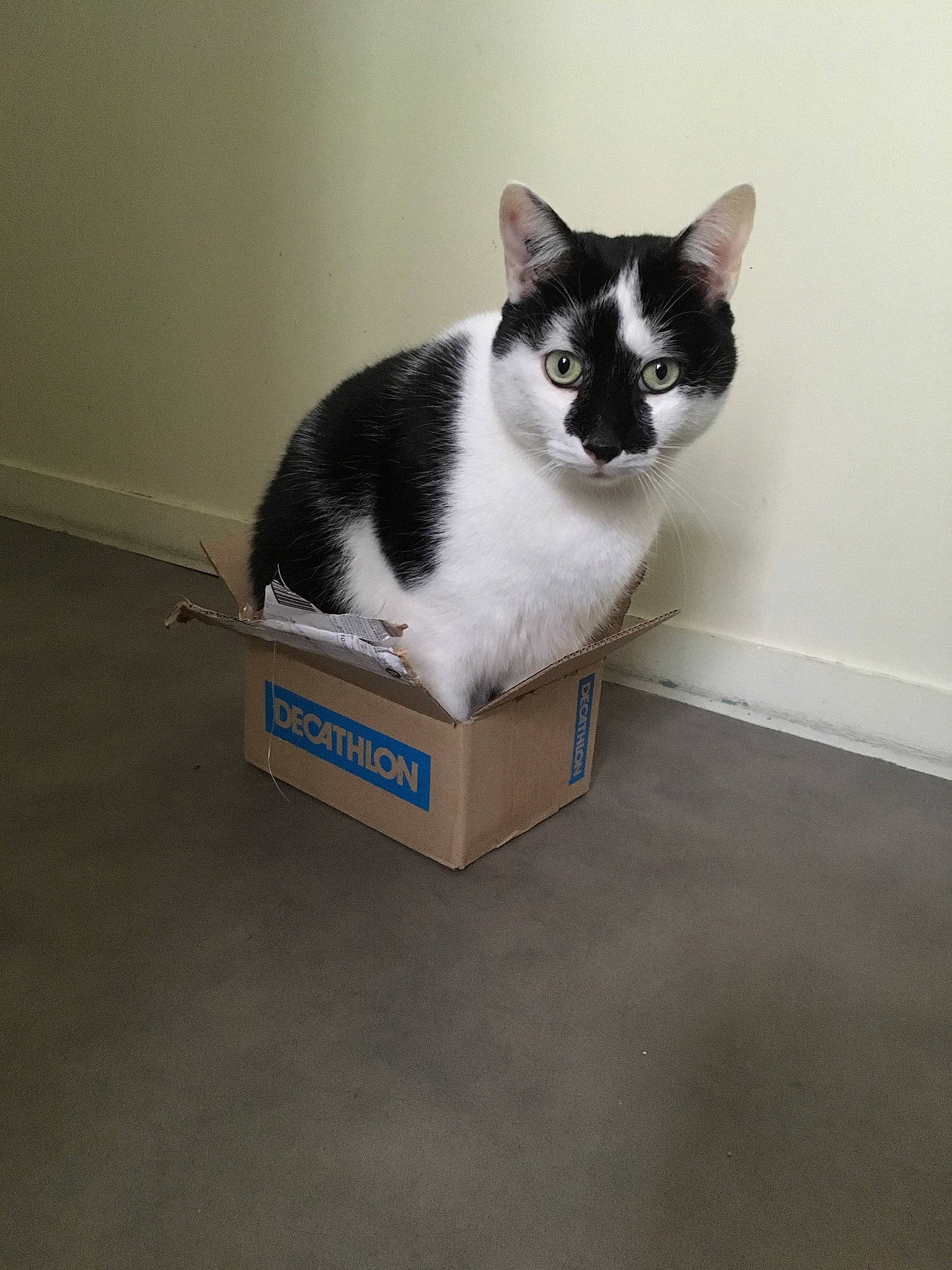 Jojo a rejoint le concours — aidez-le/la à gagner de superbes lots ! box, cardboard, carnivore, cat, cat_supply, domestic_short_haired_cat, felidae, floor, flooring, fur, hardwood, packaging_and_labeling, paw, pedestal, pet_supply, room, small_to_medium_sized_cats, snout, tail, whiskers