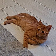 Buddy participe au concours pour gagner de l'argent avec cette photo : cat, orange_tabby, lying_down, floor, carpet, indoor, pet, feline, fur, whiskers, ears, relaxed, curious, domestic_animal, animal, cute, resting, wooden_floor, texture, side_view