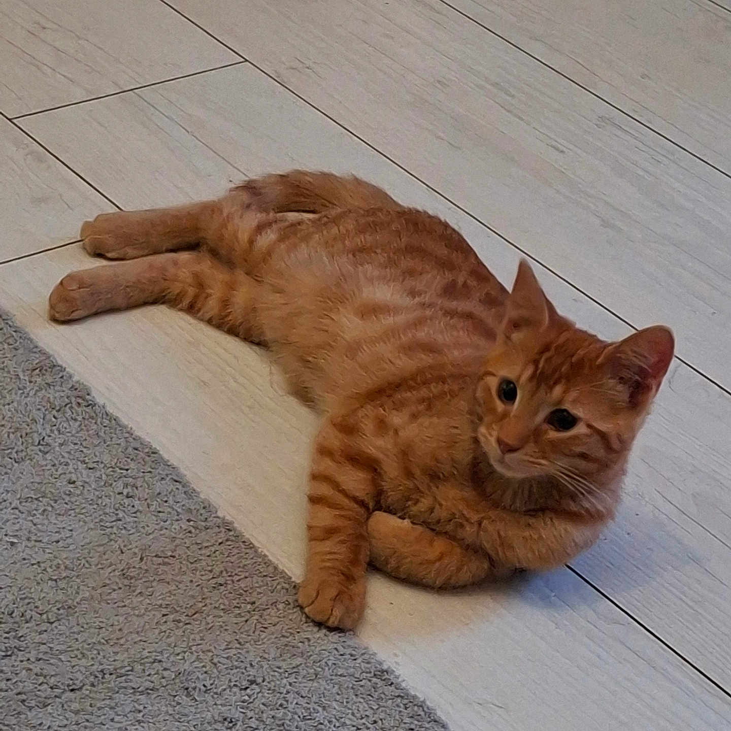 Buddy participe au concours pour gagner de l'argent avec cette photo : cat, orange_tabby, lying_down, floor, carpet, indoor, pet, feline, fur, whiskers, ears, relaxed, curious, domestic_animal, animal, cute, resting, wooden_floor, texture, side_view