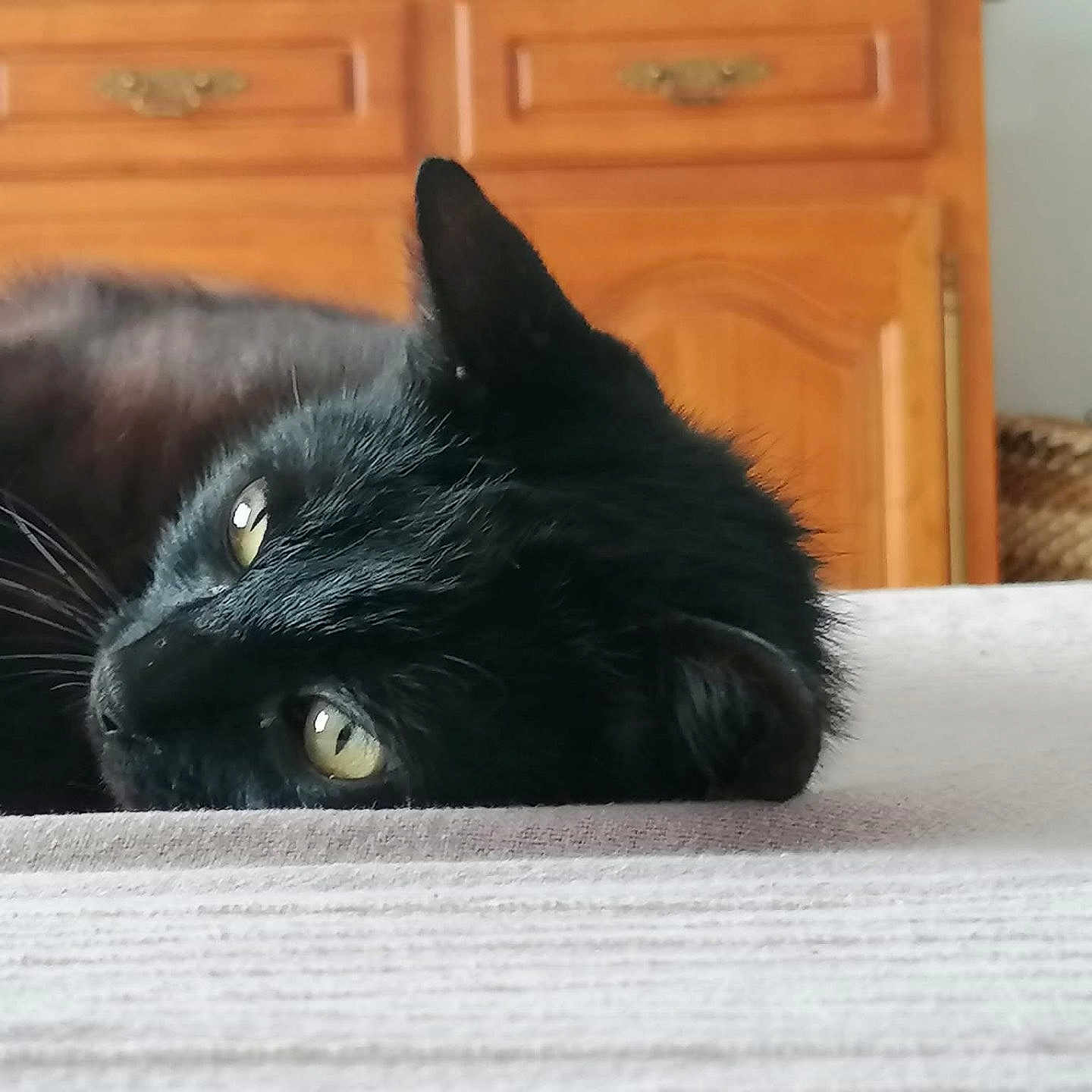 Iris a rejoint le concours — aidez-le/la à gagner de superbes lots ! animal, bed, bedroom, blackcat, cabinet, cat, closet, couch, cupboard, drawer, furniture, hardwood, indoors, interiordesign, kitten, manx, pet, room, sideboard, wood