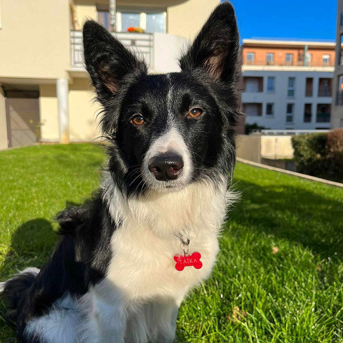 Tayka a rejoint le concours — aidez-le/la à gagner de superbes lots ! dog, border_collie, black_and_white, grass, outdoor, sunny, pet, canine, tag, ears, attentive, building, urban, blue_sky, nature, animal, grass_field, collar, daylight, portrait