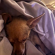 Manolo joined the competition — help win amazing prizes! animal, blanket, brown, closeup, comfort, cozy, cute, dog, ears, fur, home, indoor, pet, relaxing, resting, sleeping, snuggled, soft, warm, wrapped