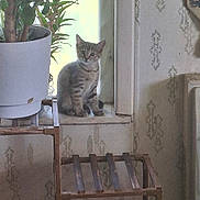 Itty joined the competition — help win amazing prizes! animal, cat, curious, decor, domestic_cat, feline, home_interior, indoor, kitten, light, nature, pet, plant, potted_plant, still_life, striped, vintage_wallpaper, window, windowsill, wooden_stand