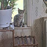 animal, cat, curious, decor, domestic_cat, feline, home_interior, indoor, kitten, light, nature, pet, plant, potted_plant, still_life, striped, vintage_wallpaper, window, windowsill, wooden_stand