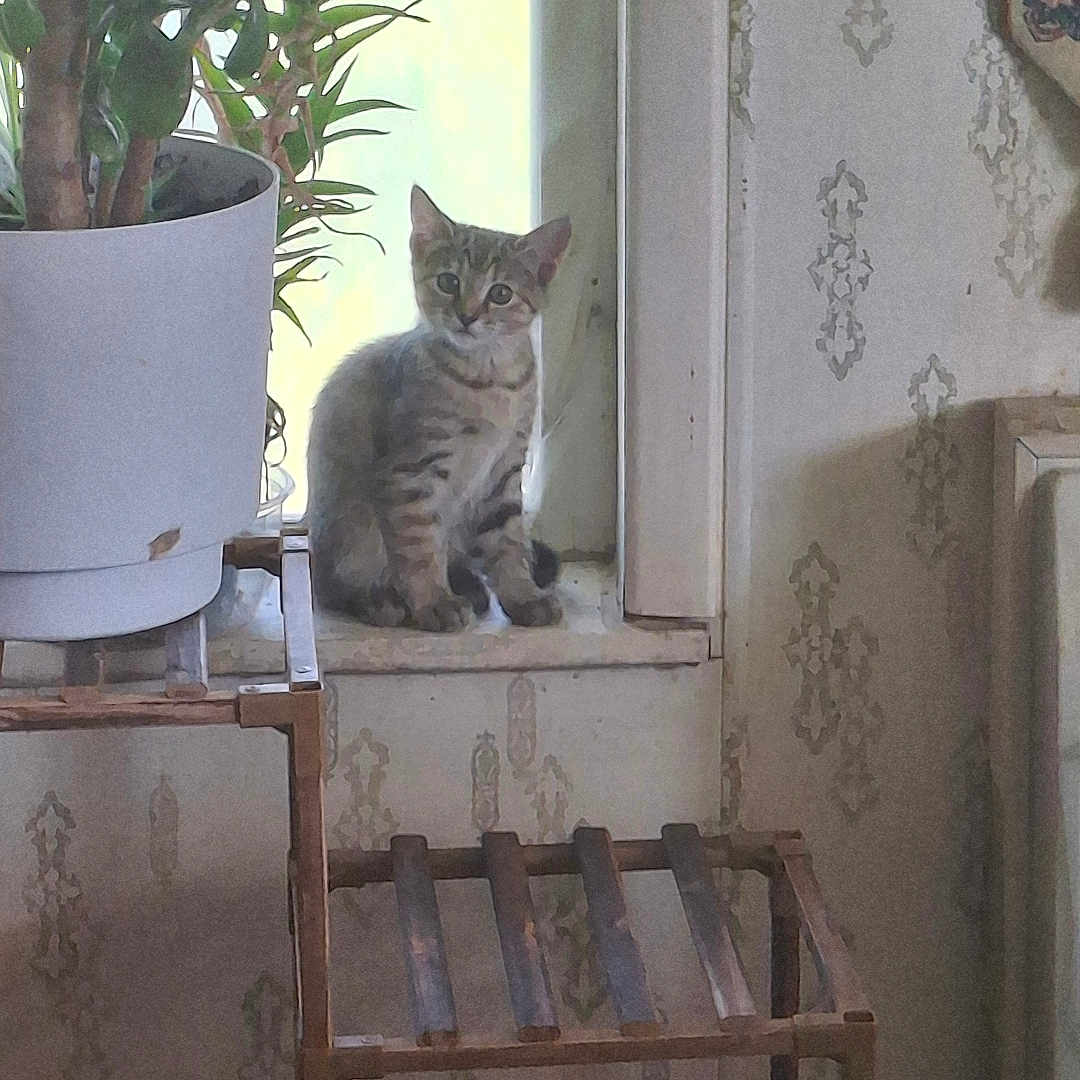 Itty