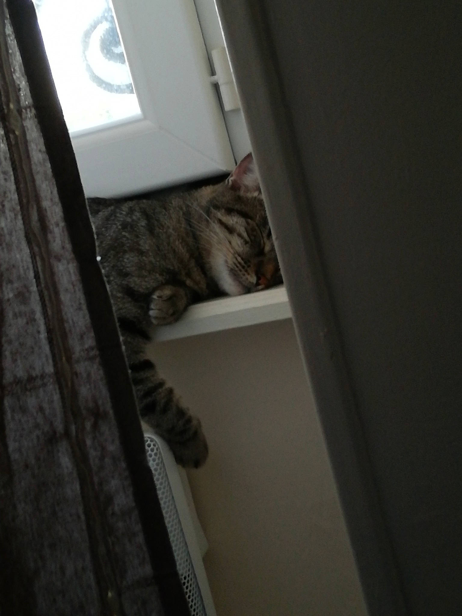 Didi a rejoint le concours — aidez-le/la à gagner de superbes lots ! architecture, cat, door, felidae, room, small_to_medium_sized_cats, window