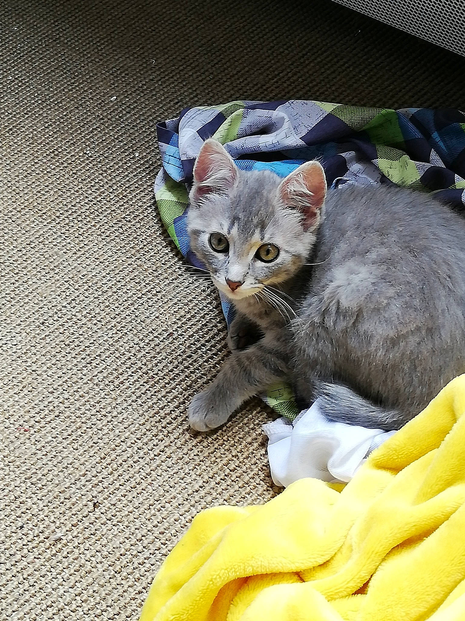 Rebelle participe au concours pour gagner de l'argent avec cette photo : american_shorthair, asian, australian_mist, carnivore, cat, domestic_short_haired_cat, dragon_li, ear, european_shorthair, fawn, felidae, kitten, mammal, russian_blue, singapura, small_to_medium_sized_cats, tabby_cat, vertebrate, whiskers