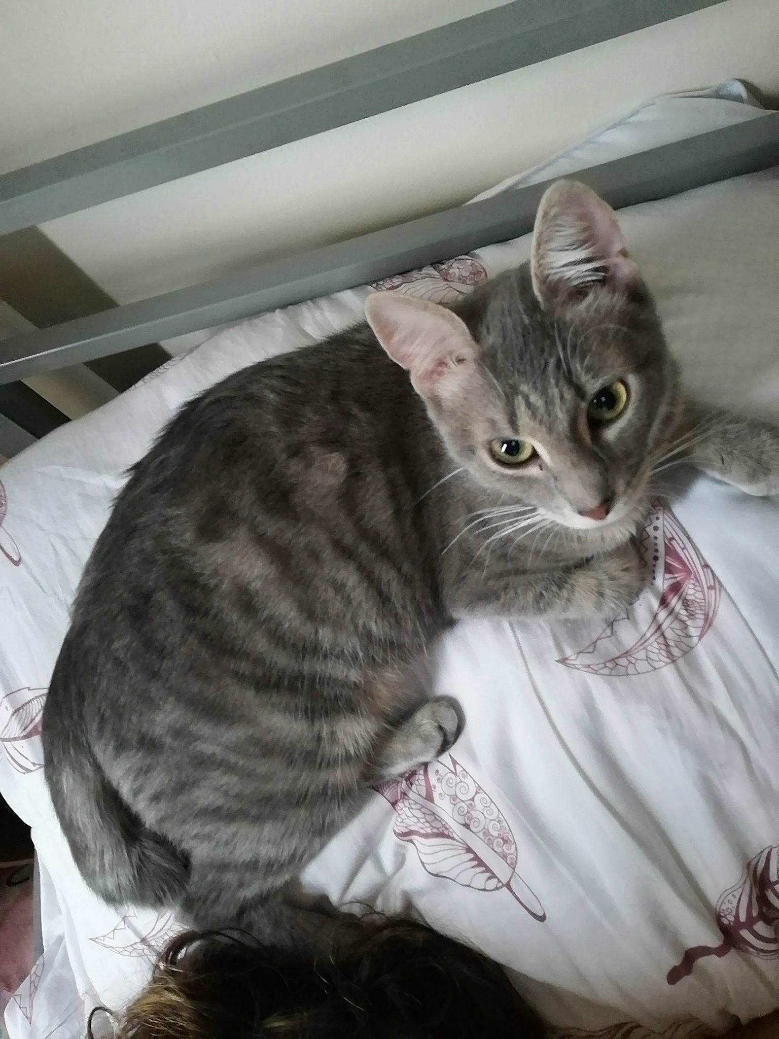 Rebelle participe au concours pour gagner de l'argent avec cette photo : american_shorthair, asian, australian_mist, carnivore, cat, domestic_short_haired_cat, dragon_li, european_shorthair, felidae, fur, kitten, mammal, small_to_medium_sized_cats, tabby_cat, whiskers