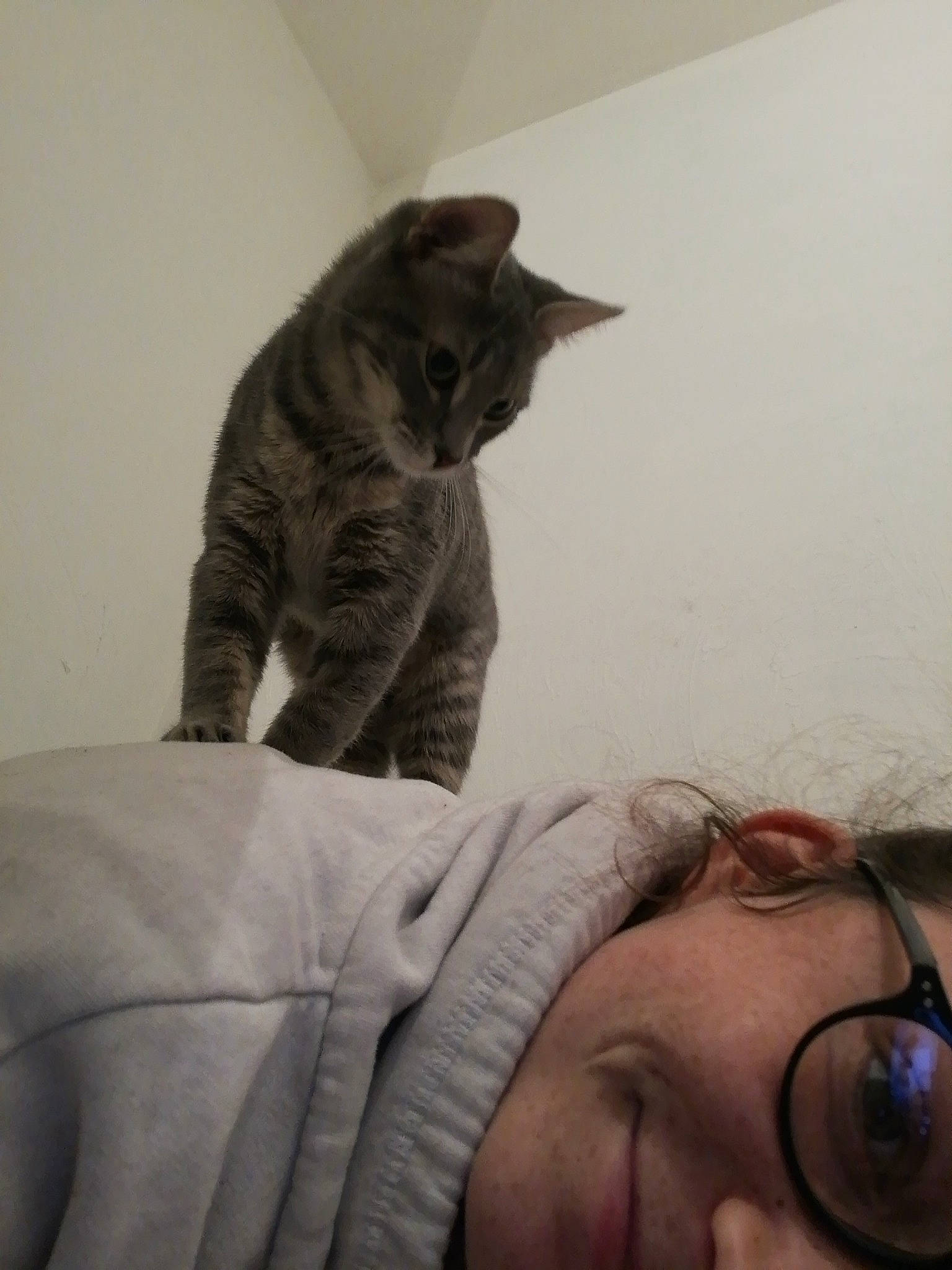 Rebelle participe au concours pour gagner de l'argent avec cette photo : carnivore, cat, domestic_short_haired_cat, dragon_li, ear, european_shorthair, felidae, fur, kitten, nose, small_to_medium_sized_cats, snout, whiskers