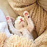 kitten, cat, sleeping, paws, soft, blanket, cozy, cute, pet, furry, fur, pink_paws, resting, domestic_animal, animal, indoor, young, small, cute_pet, relaxing