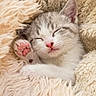 Berlioze participe au concours pour gagner de l'argent avec cette photo : kitten, sleeping, paw, pink_paw, fluffy_blanket, cozy, cute, pet, animal, fur, whiskers, relaxed, resting, indoor, closeup, adorable, young, small, soft, content