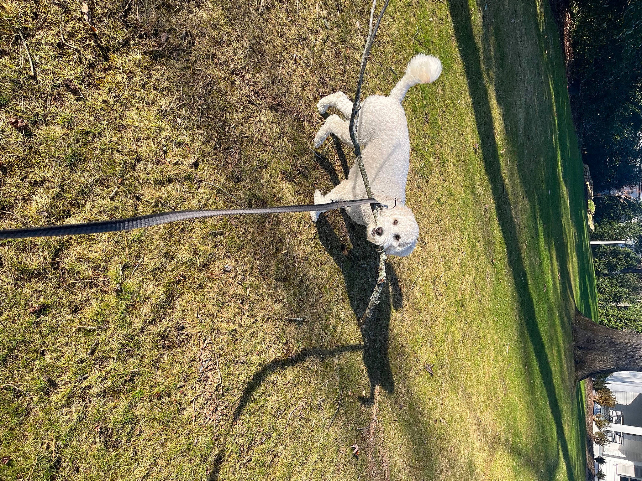 Ginger joined the competition — help win amazing prizes! adventure, circle, fashion_accessory, grass, landscape, leash, leisure, plant, recreation, rock_climbing_equipment, rope, shadow, soil, swing, tail, tree, trunk, twig, wire, wood