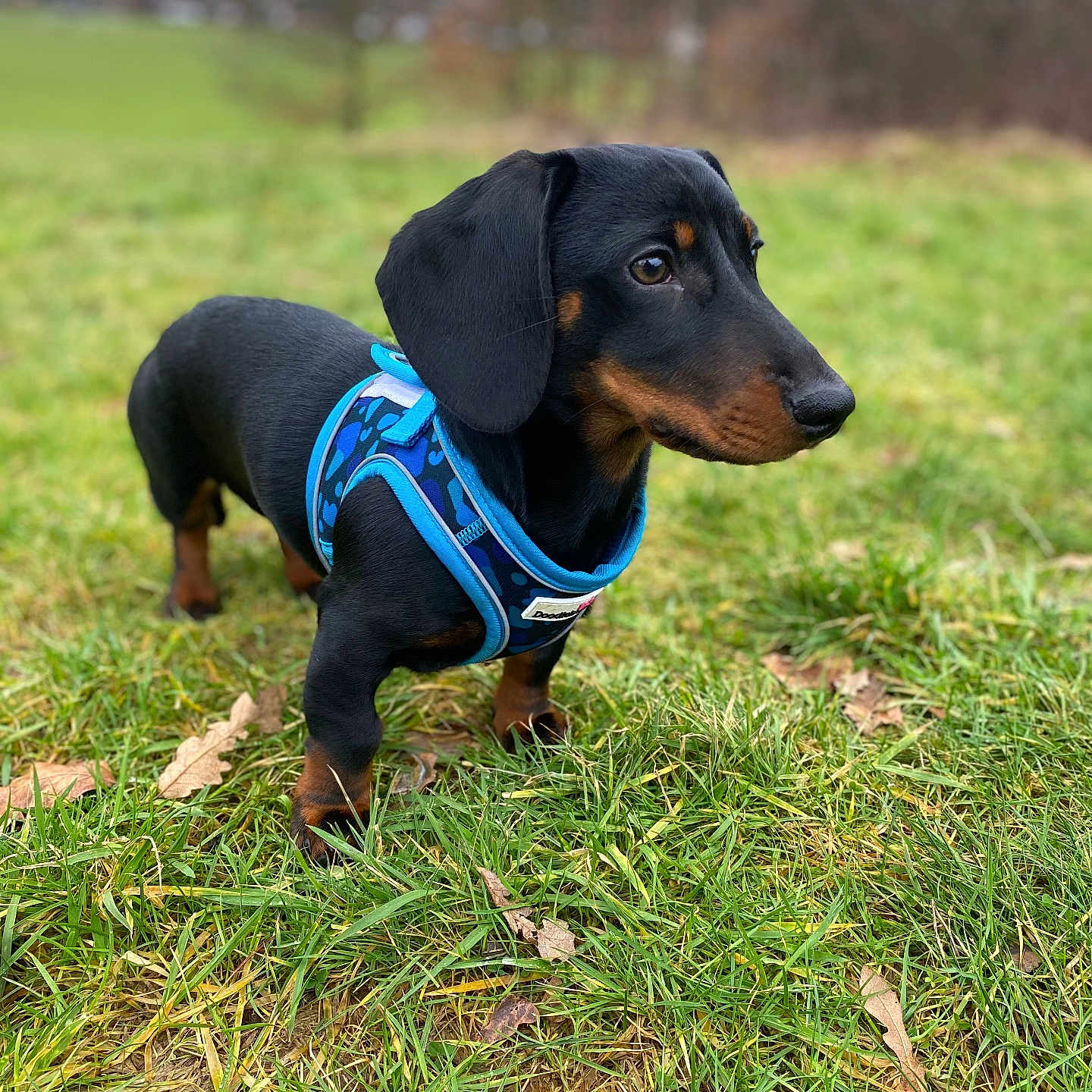 Max is registered to the contest to win money with this photo: accessories, animal, canine, collar, dog, field, formalwear, grass, grassland, harness, hound, lawn, leash, nature, outdoors, pet, plant, puppy, snout, strap