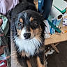 Rosie is registered to the contest to win money with this photo: dog, puppy, tricolor, fluffy, sitting, portrait, wide_eyes, looking_at_camera, black_fur, brown_fur, white_fur, white_chest, long_hair, pet, indoors, home, desk, water_bottle, cluttered_background, photography