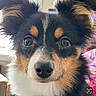 Rosie is registered to the contest to win money with this photo: puppy, dog, tricolor, fluffy, portrait, close_up, face, eyes, nose, ears, fur, adorable, cute, indoors, pet, canine, black_white_brown, looking_at_camera, digital_photo, text_overlay