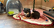 Rosie is registered to the contest to win money with this photo: puppy, dog, pet, animal, fluffy, black_and_tan, lying_down, portrait, face, eyes, christmas, holiday, garland, string_lights, blanket, red_and_white, indoors, wooden_floor, pet_carrier, cozy