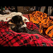 Rosie joined the competition — help win amazing prizes! dog, pet, animal, fluffy, black_and_tan, small_dog, long_hair, sitting, lying_down, blanket, bed, bedroom, indoors, cozy, sleeping, relaxed, red_blanket, orange_blanket, home, portrait