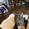 cat, gray_cat, pet, feline, green_eyes, whiskers, collar, bell, cardboard_box, indoors, wooden_floor, room, workshop, shelves, tools, mug, home, animal_portrait, sitting, looking_at_camera