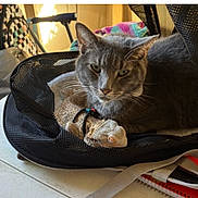 Grapes joined the competition — help win amazing prizes! cat, gray_cat, pet, animal, feline, whiskers, ears, eyes, portrait, sitting, lying_down, travel_bag, mesh_bag, toy, lizard_toy, blanket, indoor, home, furniture, cozy