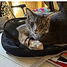 cat, gray_cat, pet, animal, feline, whiskers, ears, eyes, portrait, sitting, lying_down, travel_bag, mesh_bag, toy, lizard_toy, blanket, indoor, home, furniture, cozy