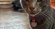 Grapes joined the competition — help win amazing prizes! cat, gray_cat, pet, feline, animal, whiskers, ears, eyes, collar, tag, sitting, portrait, closeup, indoors, christmas, holiday, lights, wood_floor, rug, home_decor