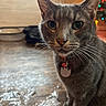 cat, gray_cat, pet, feline, animal, whiskers, ears, eyes, collar, tag, sitting, portrait, closeup, indoors, christmas, holiday, lights, wood_floor, rug, home_decor