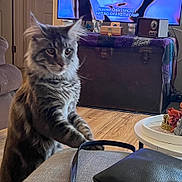 Zuzu is registered to the contest to win money with this photo: animal, cat, couch, cozy, curious, decor, domestic, feline, fur, furniture, gray, household, indoor, living_room, pet, subtitles, tabby, table, television, wood_floor