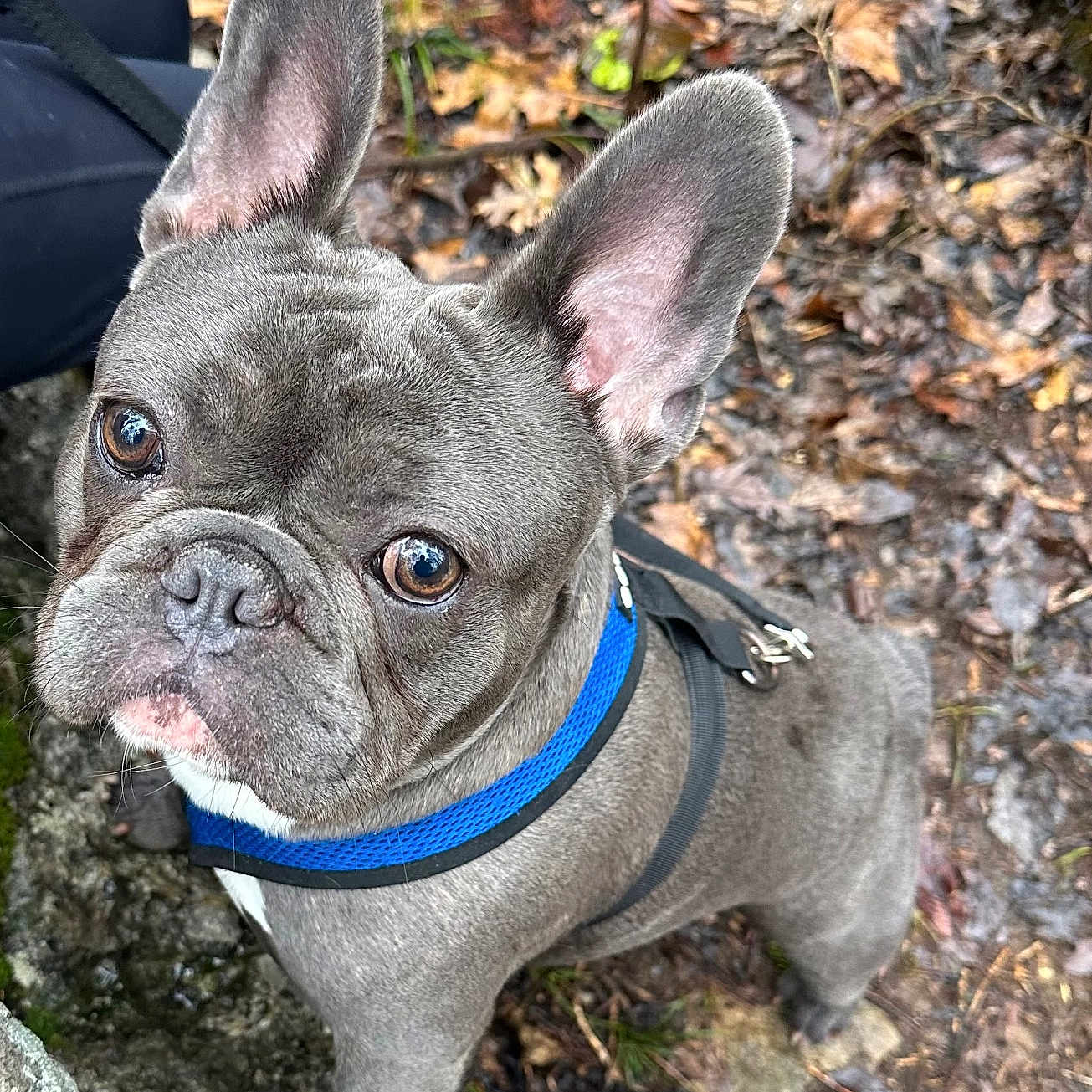 Glacier Blue Ramos joined the competition — help win amazing prizes! animal, bostonbull, boxer, bulldog, canine, dog, frenchbulldog, pet, pitbull, puppy, rock, soil