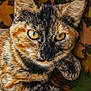 cat, tortoiseshell_cat, close_up, autumn_leaves, yellow_eyes, animal, pet, fur, whiskers, nature, outdoor, fall, leaf_litter, mammal, cute, portrait, feline, relaxed, resting, colorful