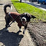 Mickey joined the competition — help win amazing prizes! dog, pet, leash, jacket, sidewalk, grass, outdoor, sunny, shadow, happy, tongue_out, portrait, bokeh, pavement, walking, urban, car, blur, tail, canine