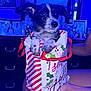 Mickey joined the competition — help win amazing prizes! dog, puppy, gift_bag, ribbon, paws, bedroom, dresser, mirror, led_lights, blue_lighting, holiday_theme, present, striped_pattern, human_hand, legs, portrait, closeup, black_and_white_fur, decorations, sitting