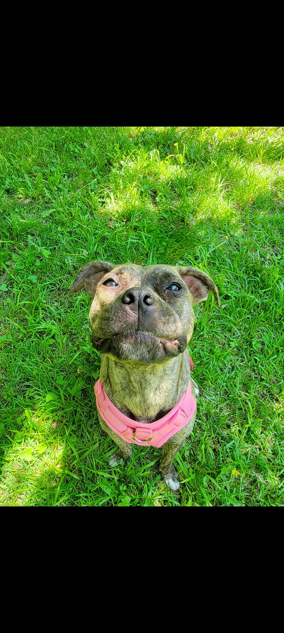 Sprout is registered to the contest to win money with this photo: canidae, carnivore, collar, companion_dog, dog, dog_breed, dog_collar, dog_supply, fawn, grass, groundcover, liver, pet_supply, plant, snout, sporting_group, terrestrial_animal, terrestrial_plant, whiskers, working_animal