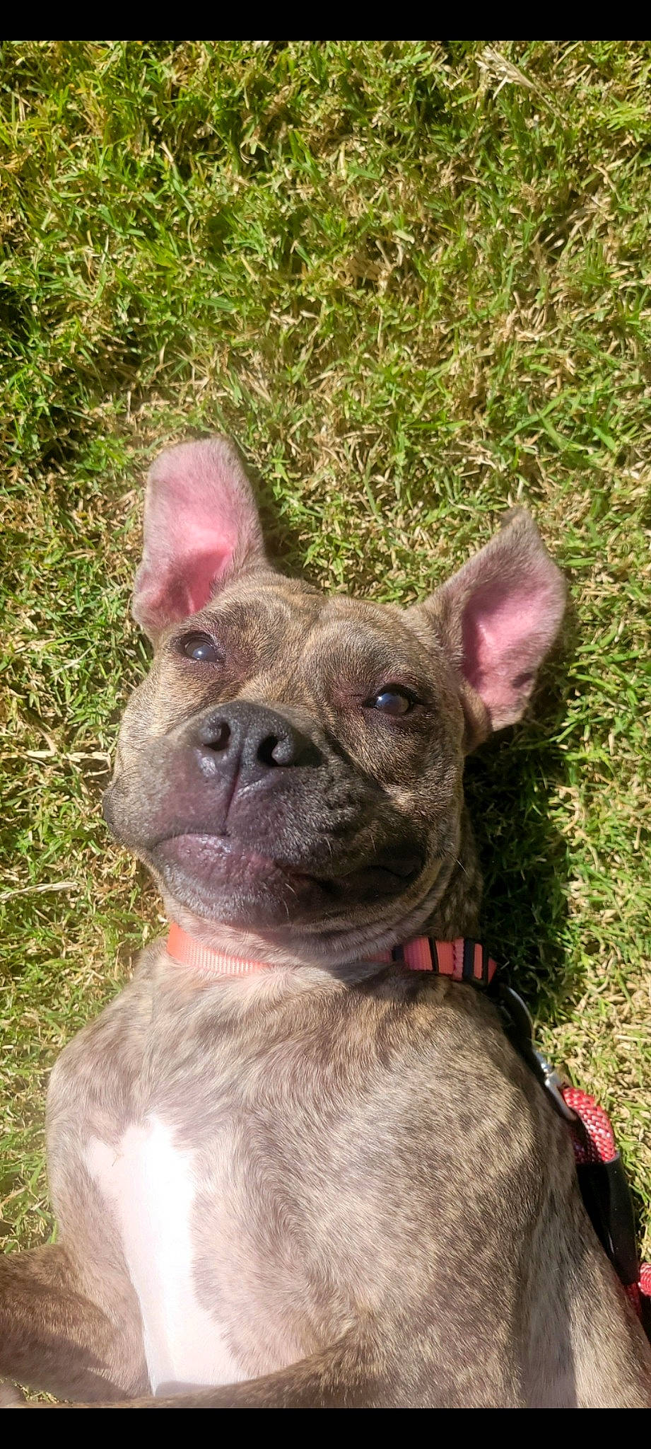 Sprout is registered to the contest to win money with this photo: bulldog, canidae, carnivore, collar, companion_dog, dog, dog_breed, dog_collar, ear, eye, fawn, grass, liver, mexican_hairless_dog, non_sporting_group, snout, sporting_group, terrestrial_animal, whiskers, working_animal