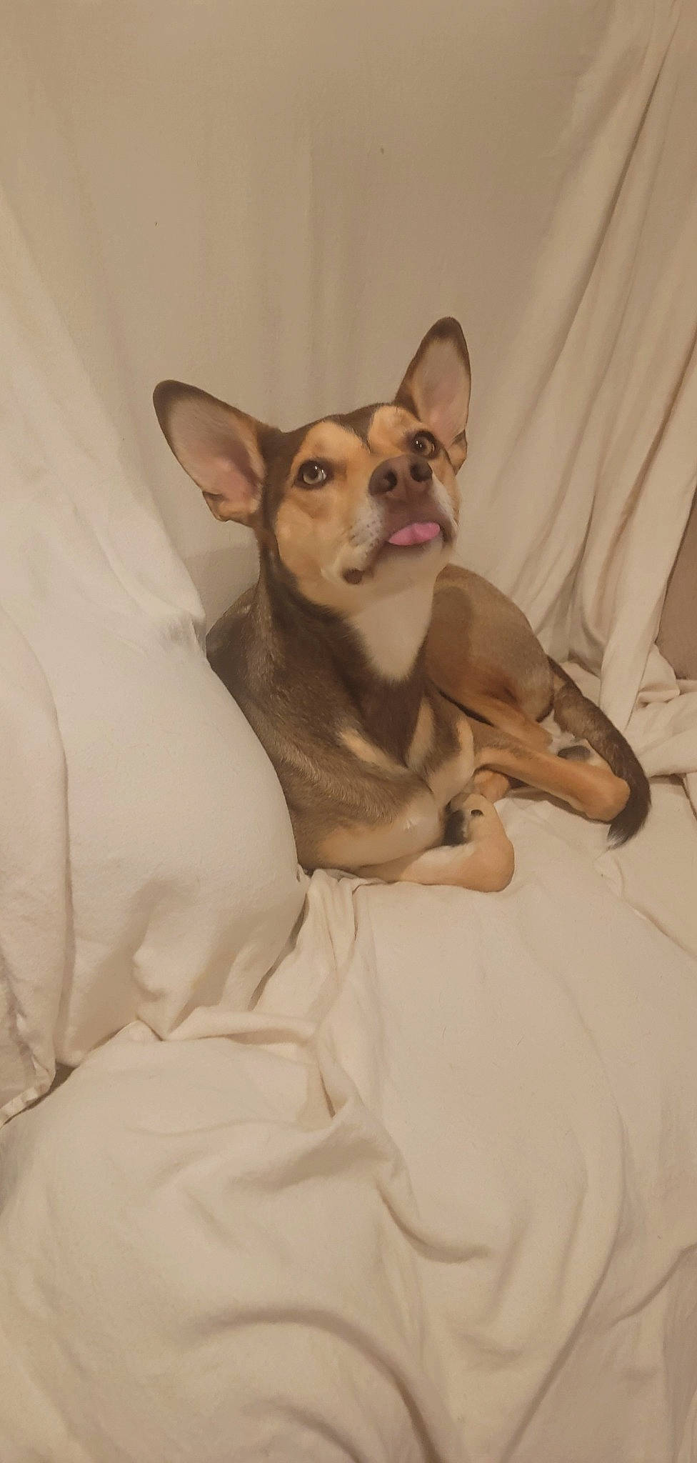 River is registered to the contest to win money with this photo: art, canidae, carnivore, chihuahua, comfort, companion_dog, dog, dog_breed, dog_supply, ear, fawn, fur, non_sporting_group, paw, prazsky_krysarik, snout, terrestrial_animal, toy_dog, whiskers, working_animal