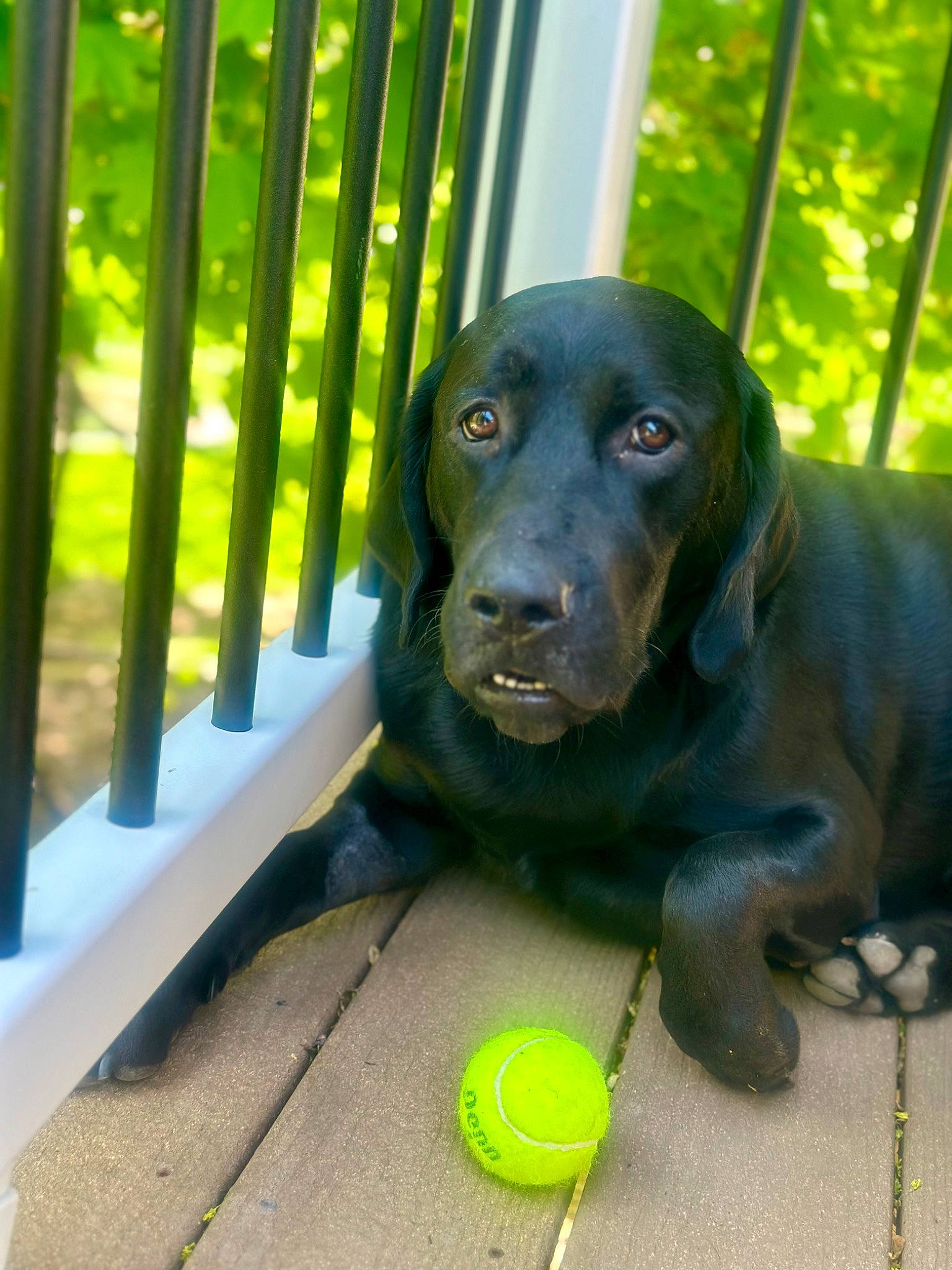 Rip joined the competition — help win amazing prizes! art, canidae, carnivore, companion_dog, dog, dog_breed, dog_collar, fawn, fence, grass, gun_dog, liver, metal, pet_supply, plant, shade, snout, sporting_group, terrestrial_animal, working_animal